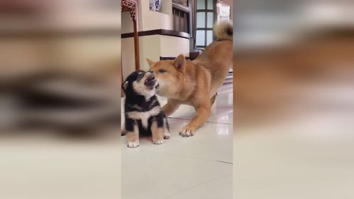 狗妈,你敢动我儿子试试,柴犬豆柴,柴犬表情包,家有萌宠