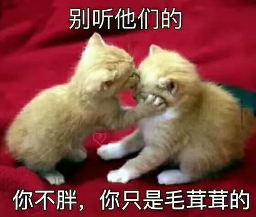 起来吧朕的籽岷表情包兔子