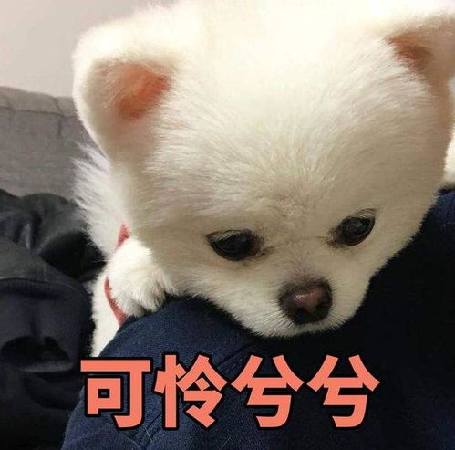 长时间对博美犬做这几件事,它的身体会越来越弱
