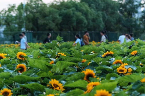 毕业礼物又上新有高校送一片花海,有学校安排疫苗接种专场