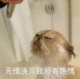 猫咪土味情话表情包看你那么傻,抱抱好了