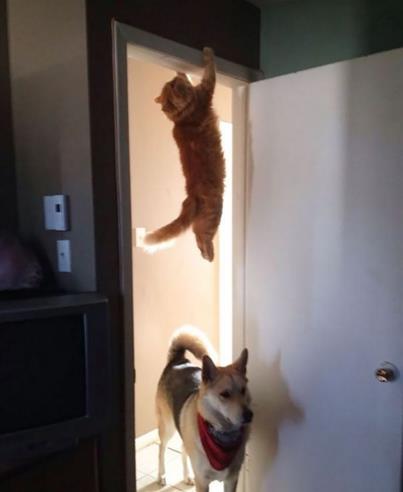 高冷傲娇的猫咪犯起二来一点也不含糊,而且和二哈不相上下