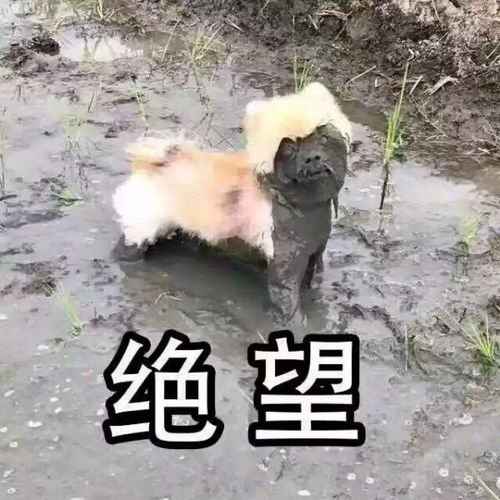 在线懵逼回避女朋友总是强调以后我会遇到更好的...