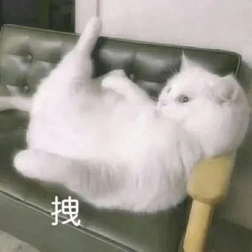 轻轻吹拂,猫咪毛毛自动烘干