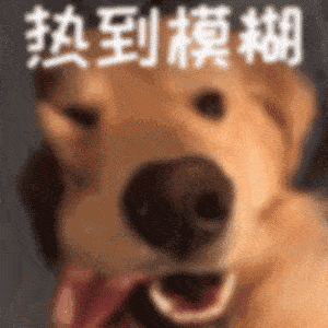 近期热门表情包又狗又沙雕