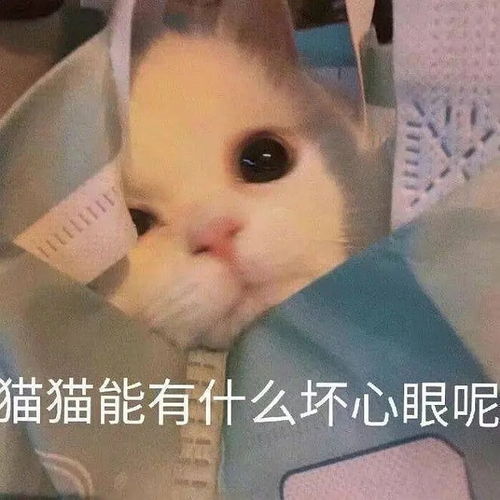 深圳尊宝榴莲披萨