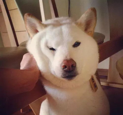 一白遮百丑,却遮挡不住柴犬的蠢萌劲