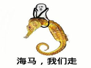 皮皮虾表情包