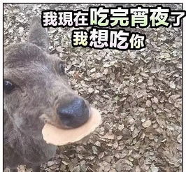 阿怪表情包第三期,狗笑得无邪,表情包疯了世界