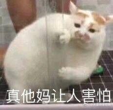 这只猫的表情包叫啥
