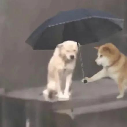 超可爱的小狗狗撑伞表情包