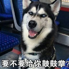 你最近常用的表情包是什么鸭