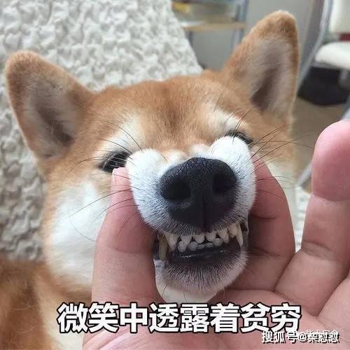 2021年柴犬价格浮动大么犬舍老板为你解答