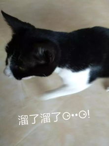 奶牛猫发神经各种尬帅,朕的表情包请收好