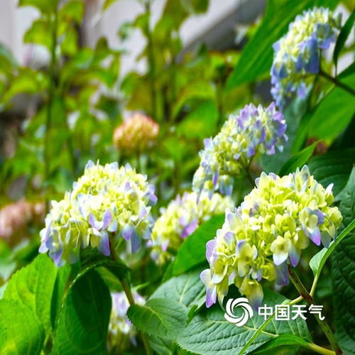重庆街头多彩绣球花开放绚烂四月天