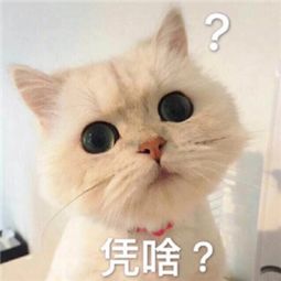 卖萌表情包