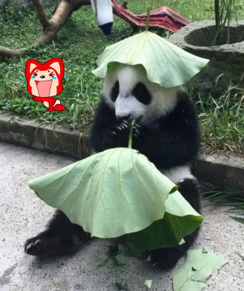 熊猫当场给自己戴绿帽,表情却异常可爱,网友cos河童