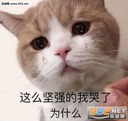 这么坚强的我哭了为什么图片不冲了不冲了杰尼龟表情包下载乐游网游戏下载