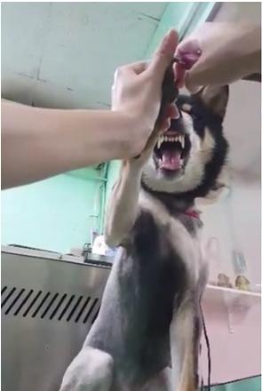 狗狗剪指甲超崩溃,惨叫给我住手简直是一个行走的表情包