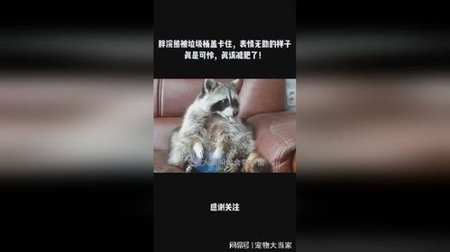 逐渐肥胖表情包无助