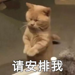 斗图表情包合集斗图没有这些表情包,还斗个锤子