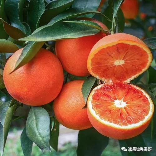 市面上赣南脐橙这么多,怎么辨别正宗的赣南脐橙跟其它地方的脐橙有什么区别