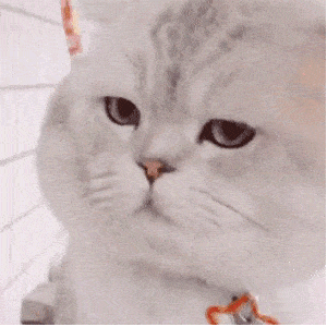 狗头护体表情包gif