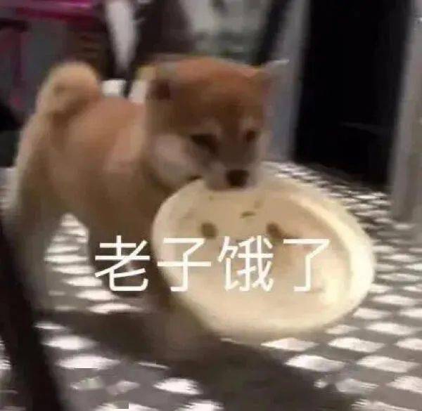 在实用狗图有需要的吗