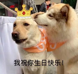 亲亲我的爱人表情包大口