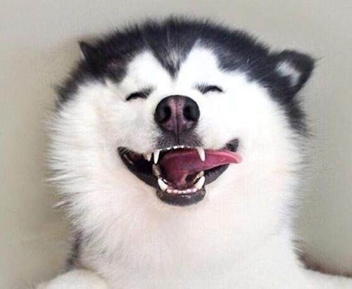 蠢萌二哈表情包叫主人