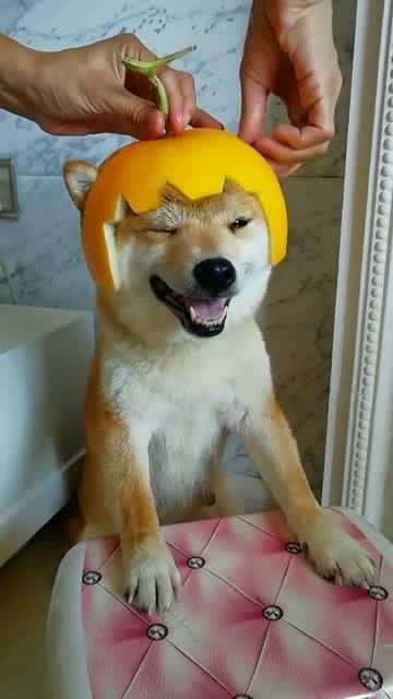 给我家柴犬做的新帽子,使用最高端的材料,清爽凉快