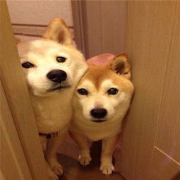 狗听音乐表情包悉尼
