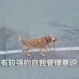 表情包一大波可爱表情包来袭请接收