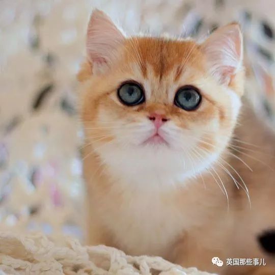 一只自带眼线的橘猫这自带妆感的大眼睛,很妖艳咯