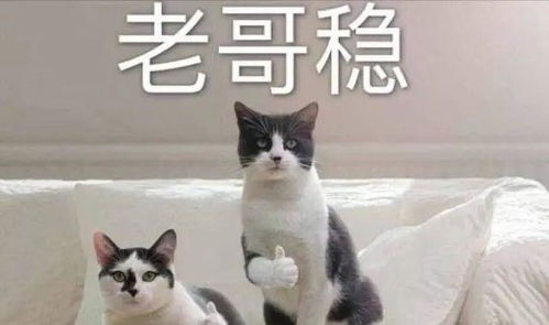 打起来了两队冲突cba最火爆的一天杨鸣都想拿球砸人