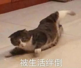 出门回来发现榴莲小了一圈,妈妈说是因为天气太热化掉了
