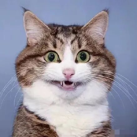 维密猫脸秀,谁能更胜一筹