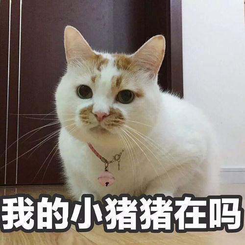 看着一堆楼楼的表情包超可爱猫咪表情包