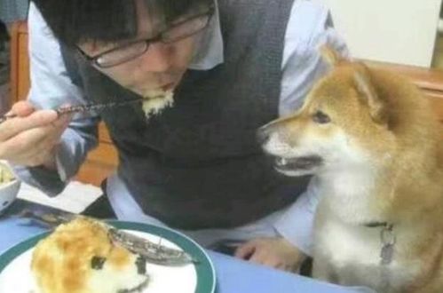 柴犬做错事却不肯认错,主人端出狗头餐,柴犬的反应让人笑喷