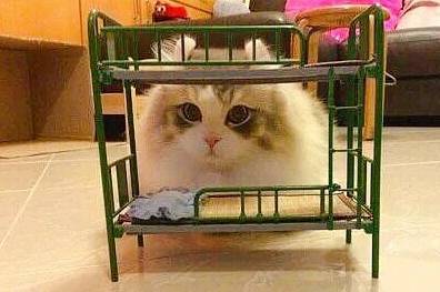 给猫咪买的床尺寸小了,猫咪和铲屎官见到后,两脸懵逼