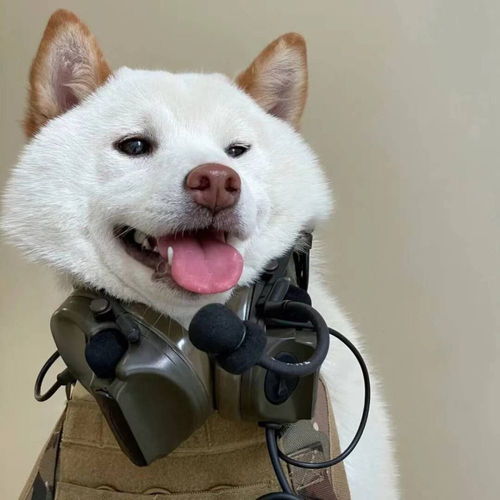 40岁的男人的头像图片恶犬