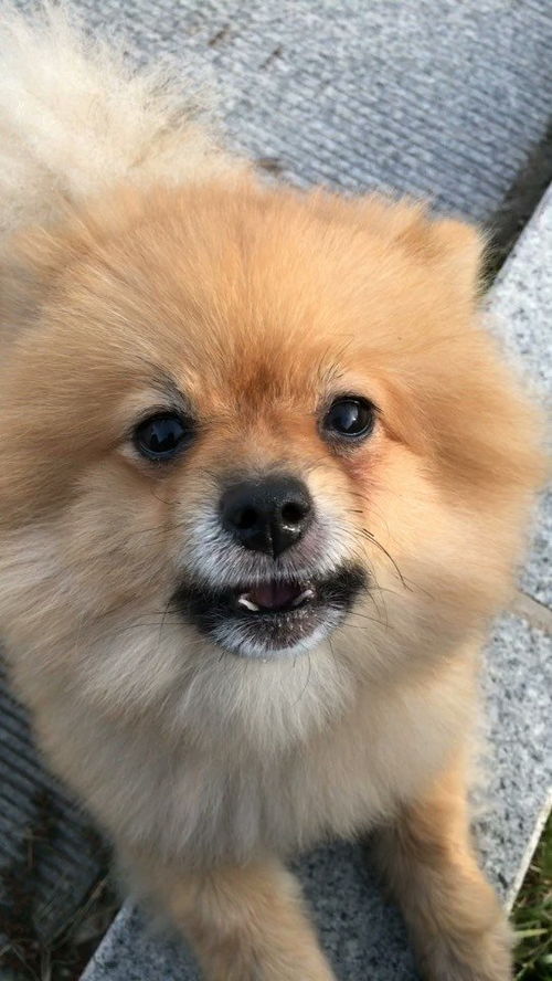 表情博美犬训练嘟嘟按铃高清在线观看百度视频表情