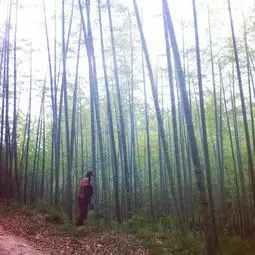 理想的午后莫干山旅游攻略图片