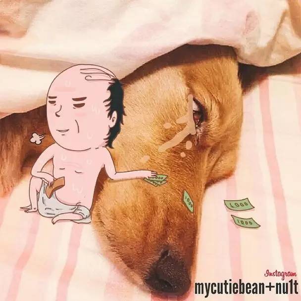 怎么用手机把宠物拍可爱