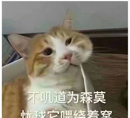 傲娇喵星人表情包第二弹朕这样很好,不要你管