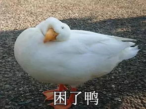 最近很火的鸭子表情包12张