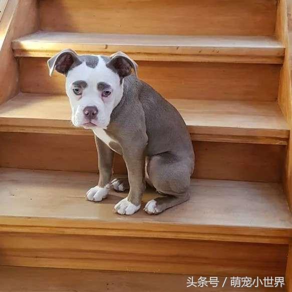 一出生眉毛就很抢戏的狗狗因厌世脸爆红,每天的日常把网友萌翻