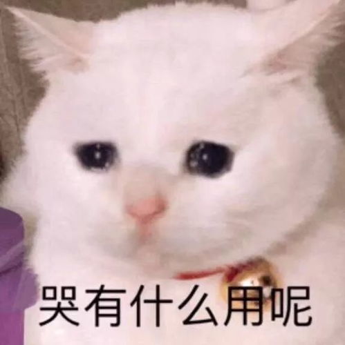可爱兔兔表情包守国