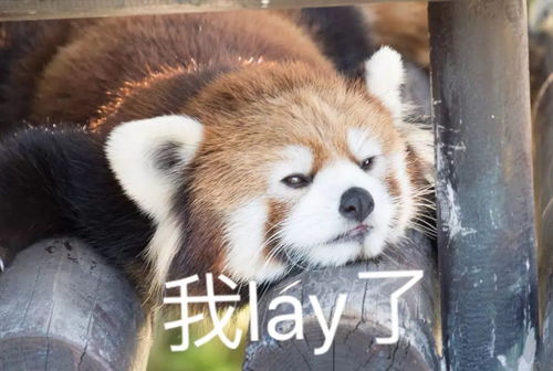 有没有小熊猫的表情包