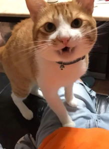 网友家的猫从小到大讨吃都一个样,只不过